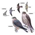 Страница определителя дербника (Falco columbarius) - изображение №3925 onbird.ru.