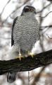 big teterevyatnik (onbird.ru).jpg