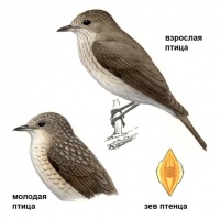 Изображение серой мухоловки (Muscicapa striata) из определителя