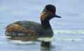Черношейная поганка фото (Podiceps nigricollis) - изображение №101 onbird.ru.<br>Источник: www.galicia-retreat-spain.com
