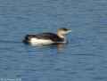 Чернозобая гагара фото (Gavia arctica) - изображение №17 onbird.ru.<br>Источник: northwestbirding.com